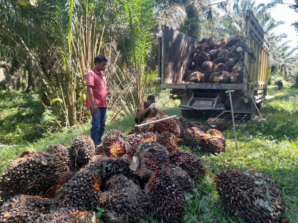 Pihak PTPN V Kriminalisasi 2 Petani Kampar Riau, Setara Institute Minta Erick Thohir Turun Tangan