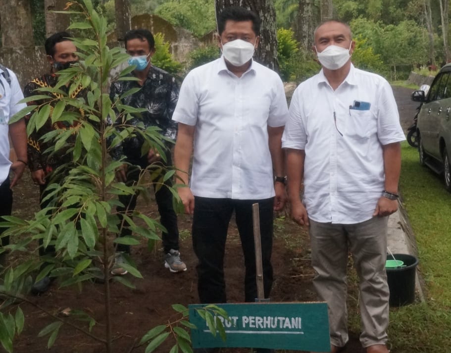 Dirut Perum Perhutani Bersama Asdep Kementerian BUMN Lakukan Penanaman Pohon Durian di Jember